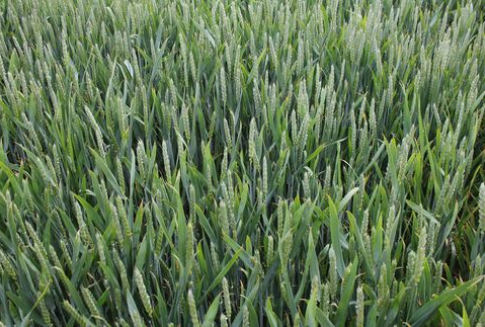 Pszenica z Ukrainy za gaz z Kataru?