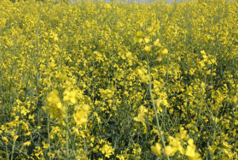 Notowania oleistych na giełdach światowych 17.08.2012