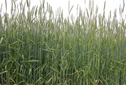 Ceny zbóż na giełdach światowych - 2.07.2012