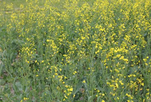 Czwartkowe notowania oleistych powróciły do spadków – 27.07.2012