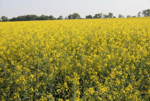Biopaliwo szkodzi środowisku?