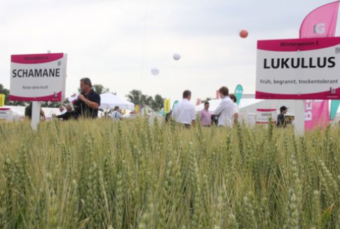 Ceny zbóż na giełdach krajowych