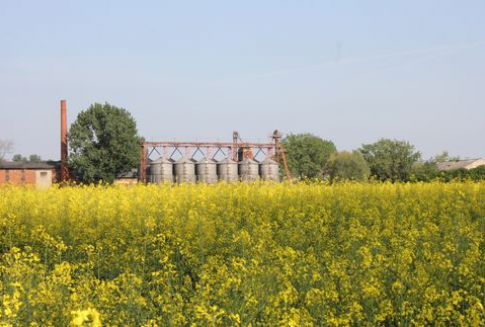 Ceny oleistych na giełdach światowych - 31.07.2012