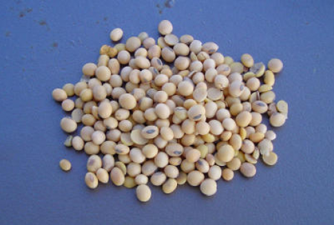 Rośnie zaniepokojenie stanem upraw soi w Ameryce Południowej (23.01.2013)