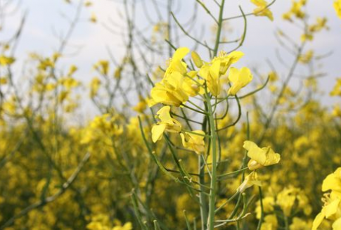 Notowania oleistych na giełdach światowych (30.01.2013)