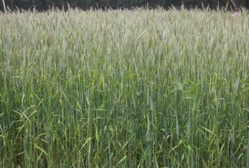 Rosną notowania zbóż po piątkowym raporcie USDA (14.01.2013)