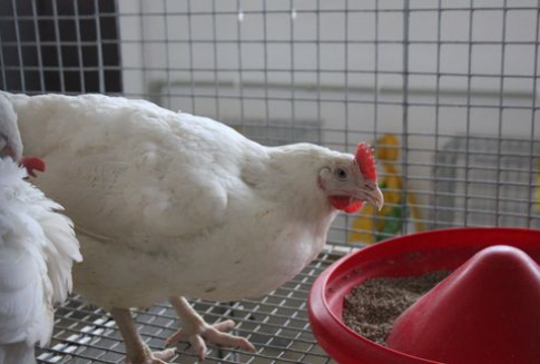 Rynek drobiu i jaj konsumpcyjnych w Polsce i Unii Europejskiej (06-13 stycznia 2013)