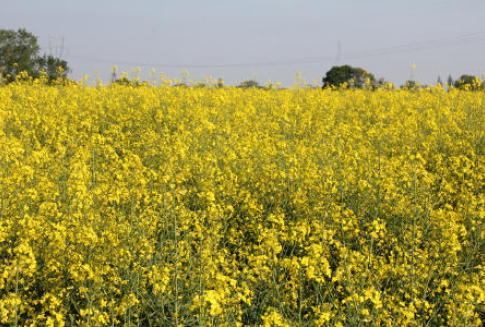 Ceny na światowym rynku oleistych (28.11.2012)