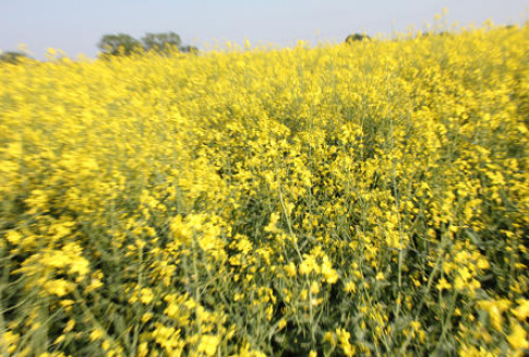 Oleiste zyskiwały we wtorek na fali dobrych nastrojów po wyborach prezydenckich w USA (7.11.2012)