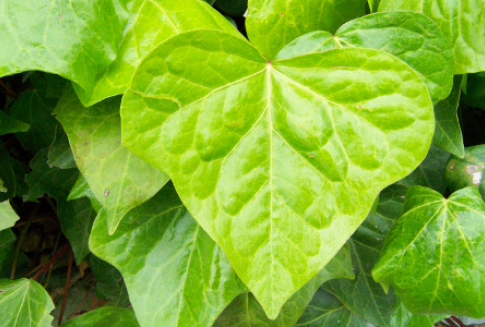 Filodendron pnący (Philodendron scandens)