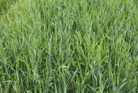 Notowania zbóż na giełdach światowych-16.10.2012