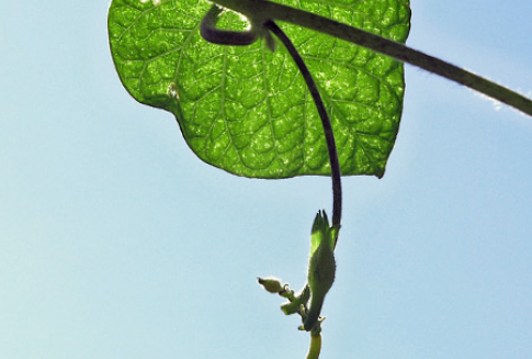 Ceropegia wooda (Ceropegia woodii)