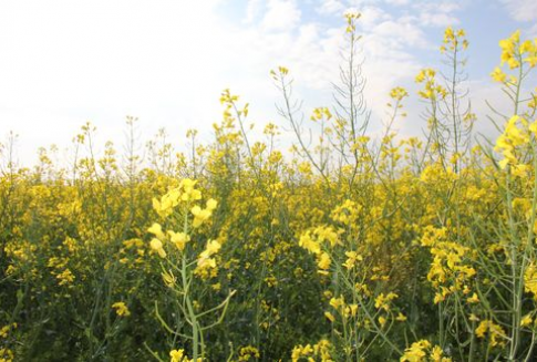 Prognozy zbiorów rzepaku