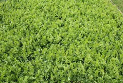 Uprawa GMO wiąże się z superchwastami