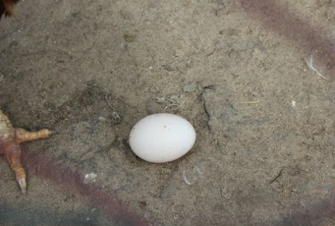 Chiny największym producentem jaj na świecie