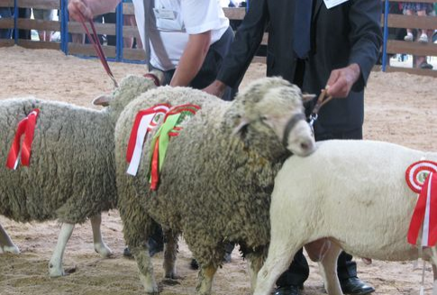 Australia – Wzrost eksportu jagnięciny