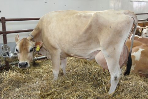 Ceny tusz unijnego bydła dorosłego wzrastają