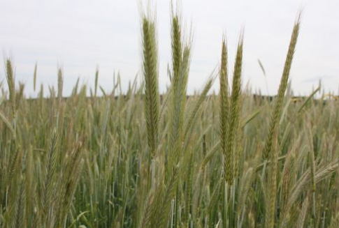 Szansa na zniesienie cła na zboże w Rosji