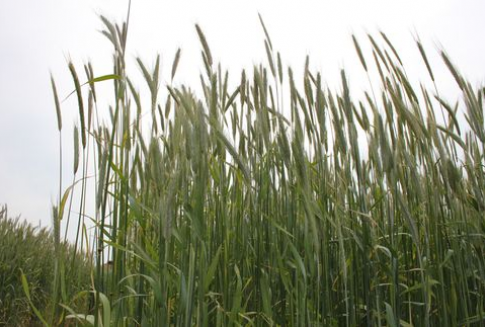 Ceny zbóż na giełdach krajowych