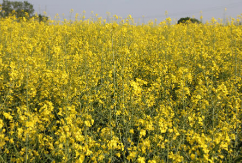 Rzepak tracił wczoraj na wartości, soja minimalnie w górę (5.12.2012)