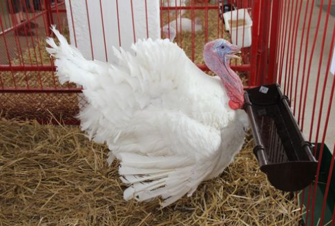 Rozporządzenie dotyczące ograniczenia salmonelli u indyków