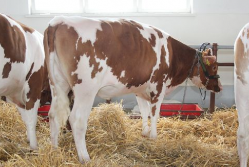 Wzrost cen bydła unijnego bydła rzeźnego