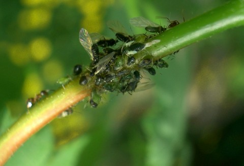 Uwaga na wiosenną migrację mszyc!