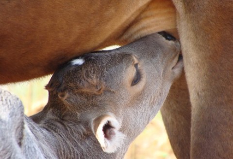Wielka Brytania – Niższe ceny mleka w punktach skupu