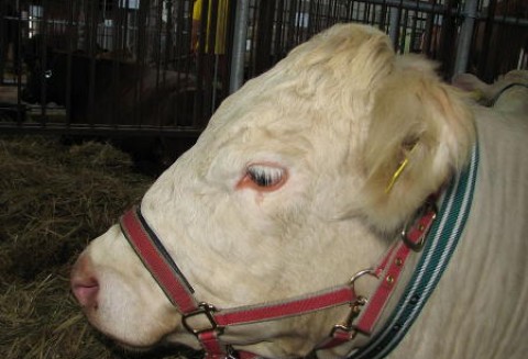 Handel polskim żywcem i mięsem