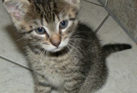 Od dziś poprawi się los wielu  zwierząt w Polsce