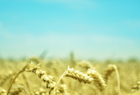 Globalny rynek pszenicy w sezonie 2011/2012