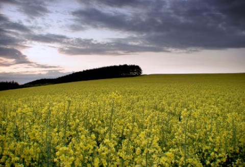 Ceny oleistych na giełdach światowych – 29.02.2012