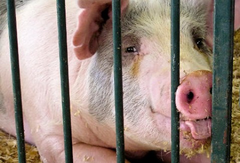 Szwecja – Kryzys w branży trzody chlewnej