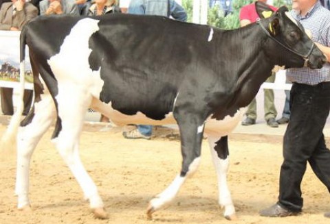 Tajwan – Wzrost importu wołowiny