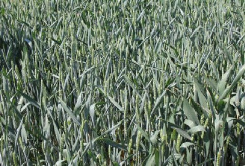 Tegoroczna powierzchnia zasiewów zbóż będzie większa