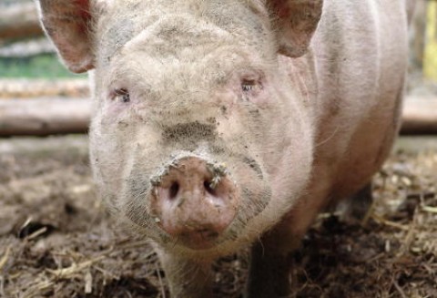 Niezadowoleni producenci wieprzowiny protestują