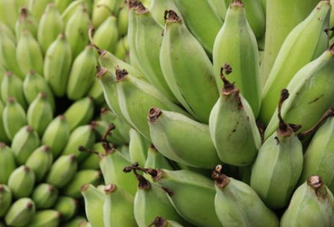 Unia sprowadza najwięcej bananów z Ekwadoru, Kolumbii oraz Korsyki