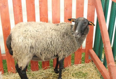 USA – Będzie więcej owiec?