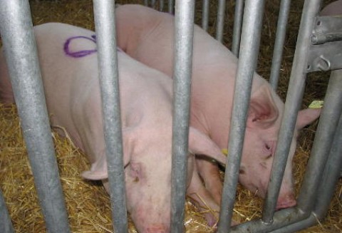 Wzrost eksportu unijnej wieprzowiny