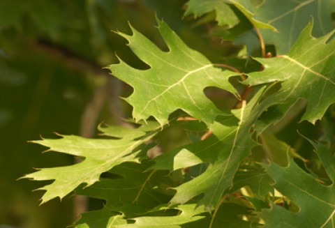 Zwróćmy uwagę na siarkę