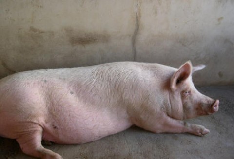 Spotkanie branży mięsnej