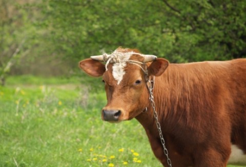 Ostra walka o mleko - inaczej mleczarnie będą bankrutować
