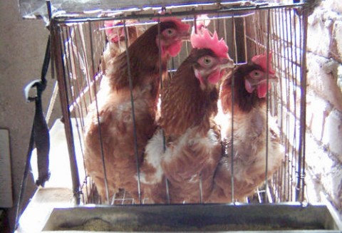 Niemcy - Polskie jaja masowo wycofywane ze sklepów