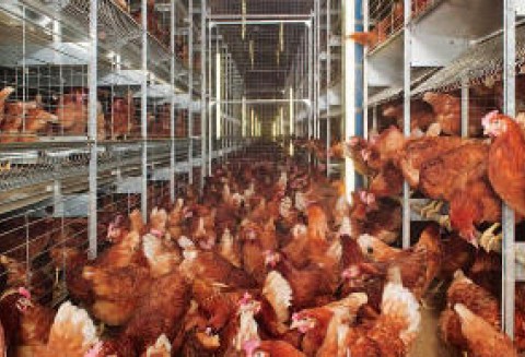 Sięgnęli po złoto