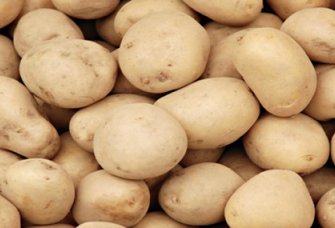 Spotkanie Grupy Roboczej szefów służb fitosanitarnych Państw Członkowskich UE