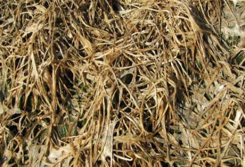 Komunikat Krajowej Federacji Producentów Zbóż - Sytuacja na polach - 23 marca 2012