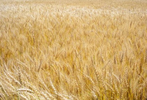 Ceny zbóż i oleistych na giełdach światowych– 4.10.2011