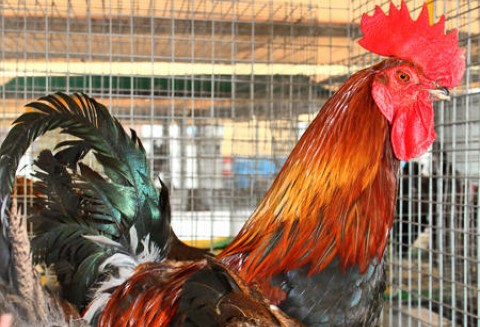 Mołdawia – Plany zwiększenia produkcji drobiu