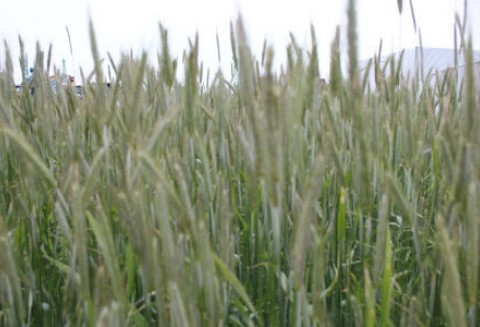 Zboża za oceanem odrabiają straty z ubiegłego tygodnia - 5.06.2012