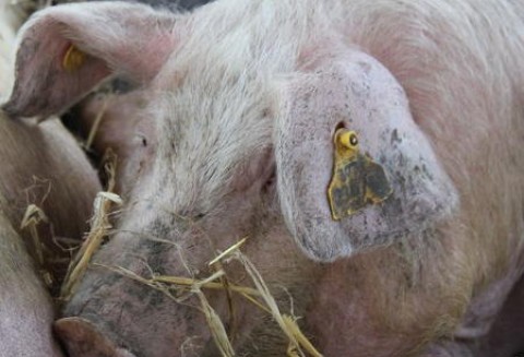 Szwecja - Około 20 procent hodowców zrezygnuje z trzody chlewnej?